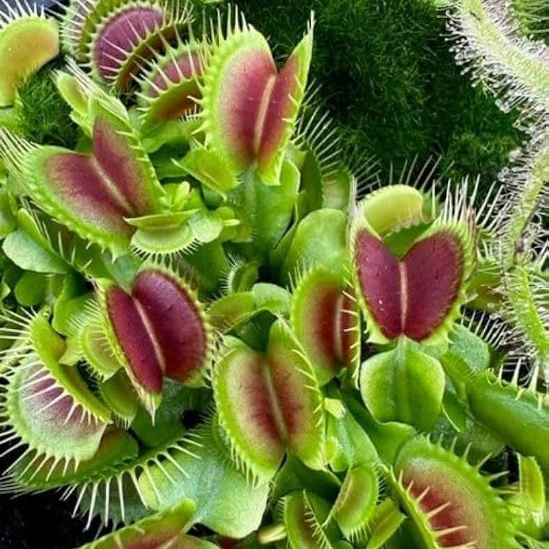 Venus Flytrap Seeds
