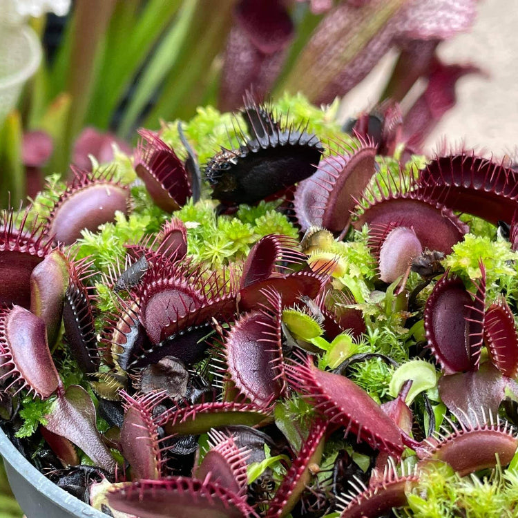 Venus Flytrap Seeds – Akai Ryu
