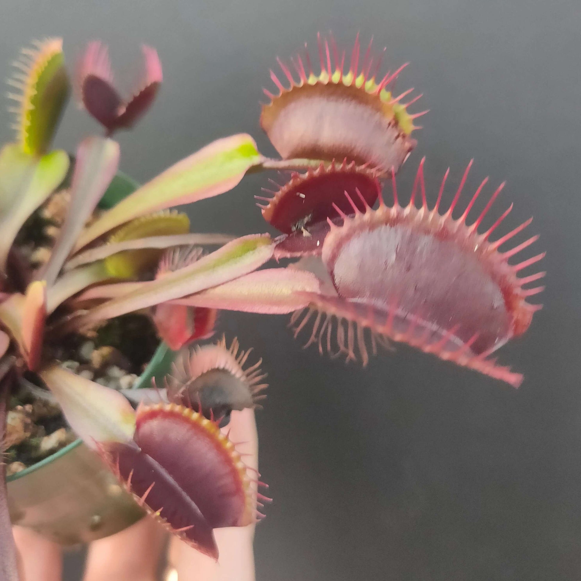 Venus Flytrap Seeds – Akai Ryu
