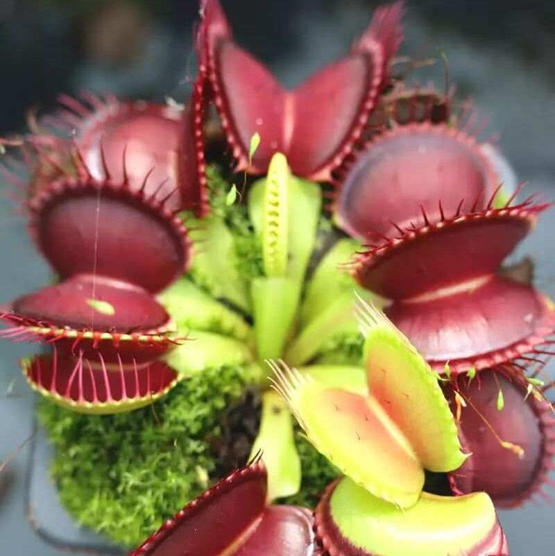 Venus Flytrap Seeds – B52 Giant