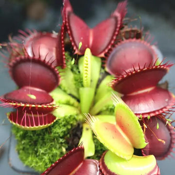 Venus Flytrap Seeds – B52 Giant