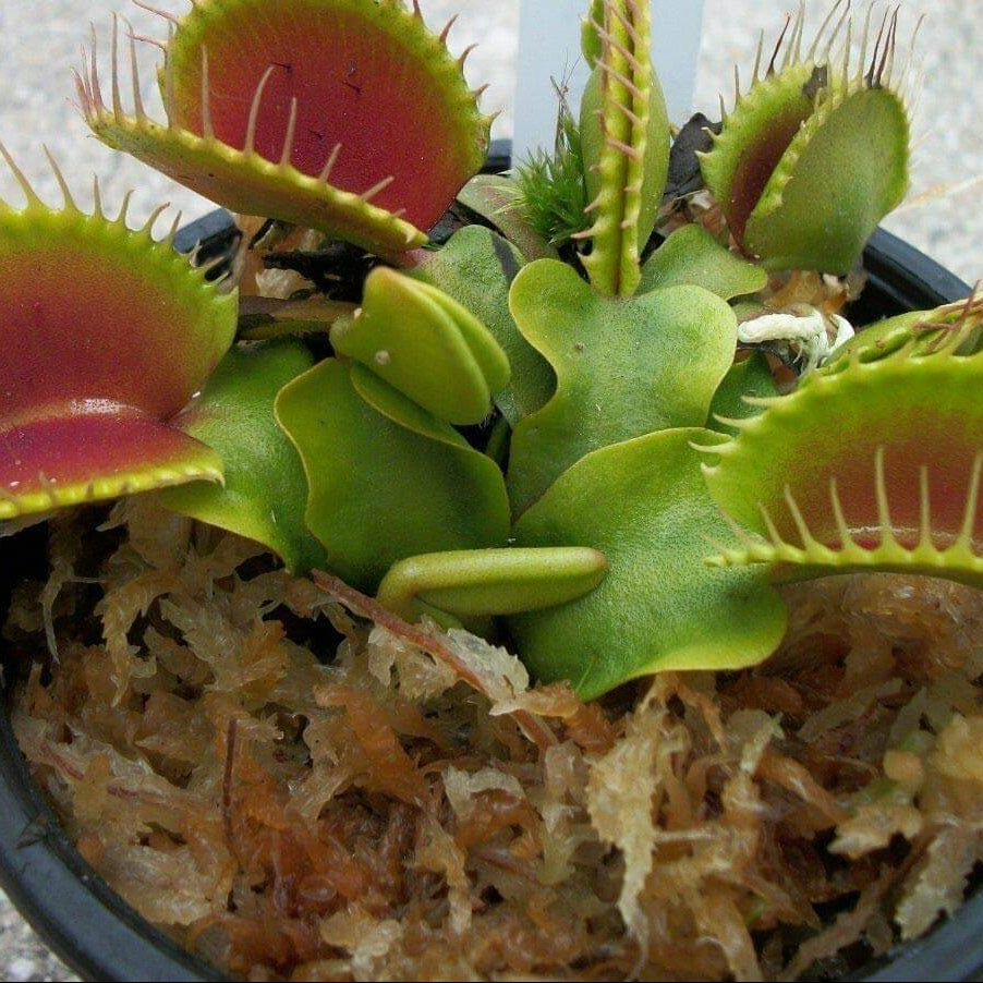 Venus Flytrap Seeds – B52 Giant