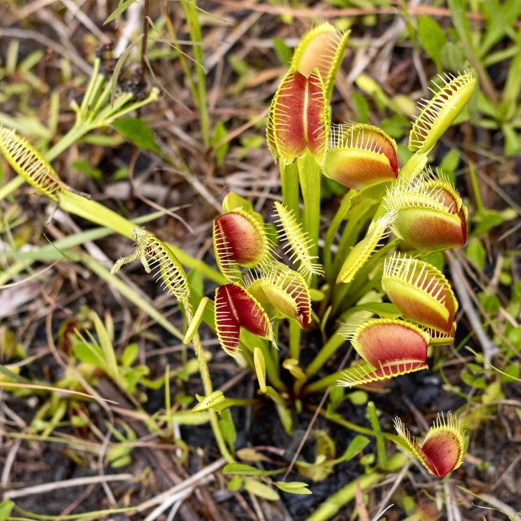 Venus Flytrap Bonsai Seeds - Flower Plant