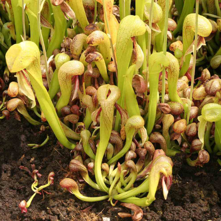 Venus Flytrap Bonsai Seeds - Flower Plant