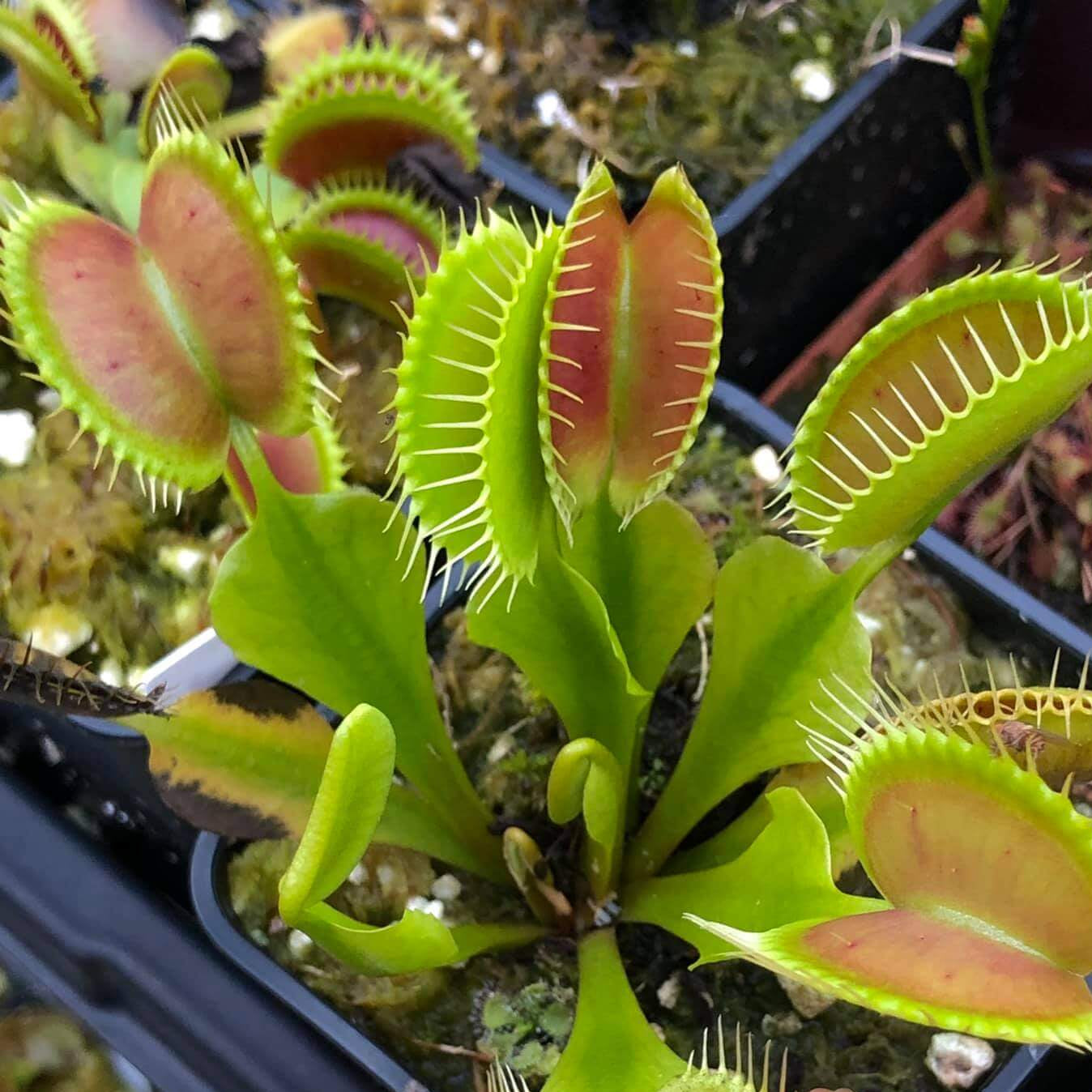 Venus Flytrap Seeds – Giant Form