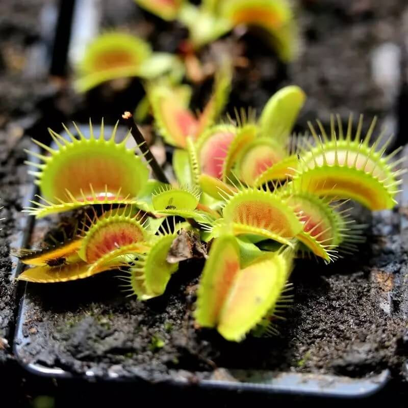 Venus Flytrap Seeds – Giant Form