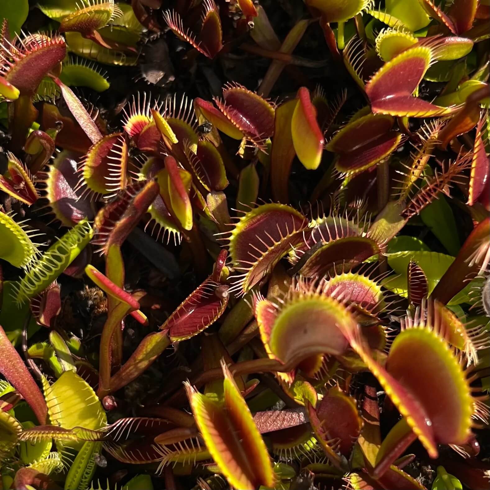 Venus Flytrap Seeds – Green Dragon