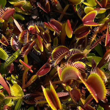Venus Flytrap Seeds – Green Dragon
