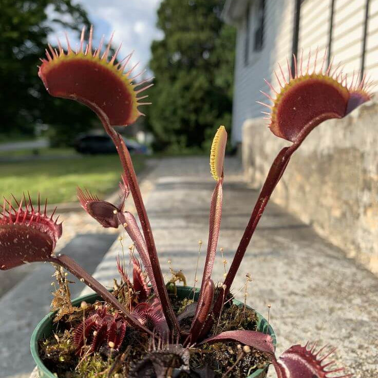 Venus Flytrap Seeds – Green Dragon