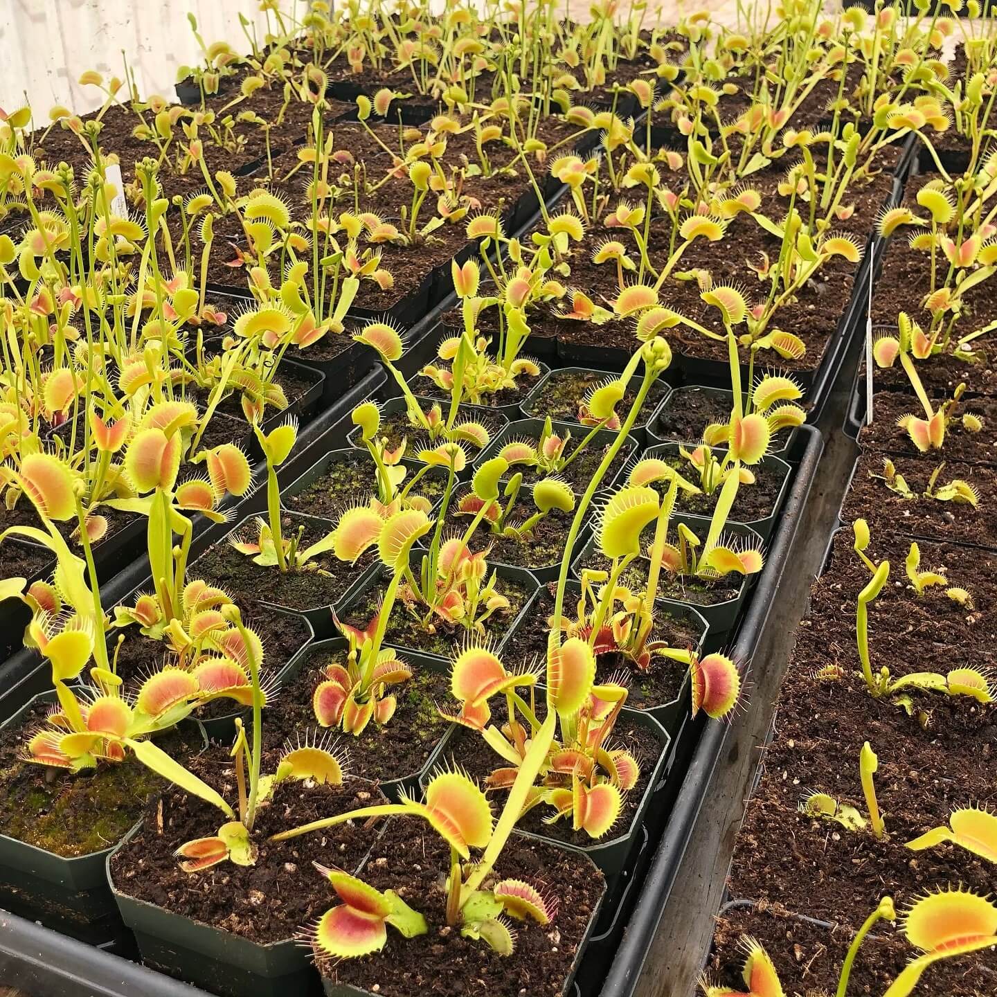 Venus Flytrap Seeds – King Henry
