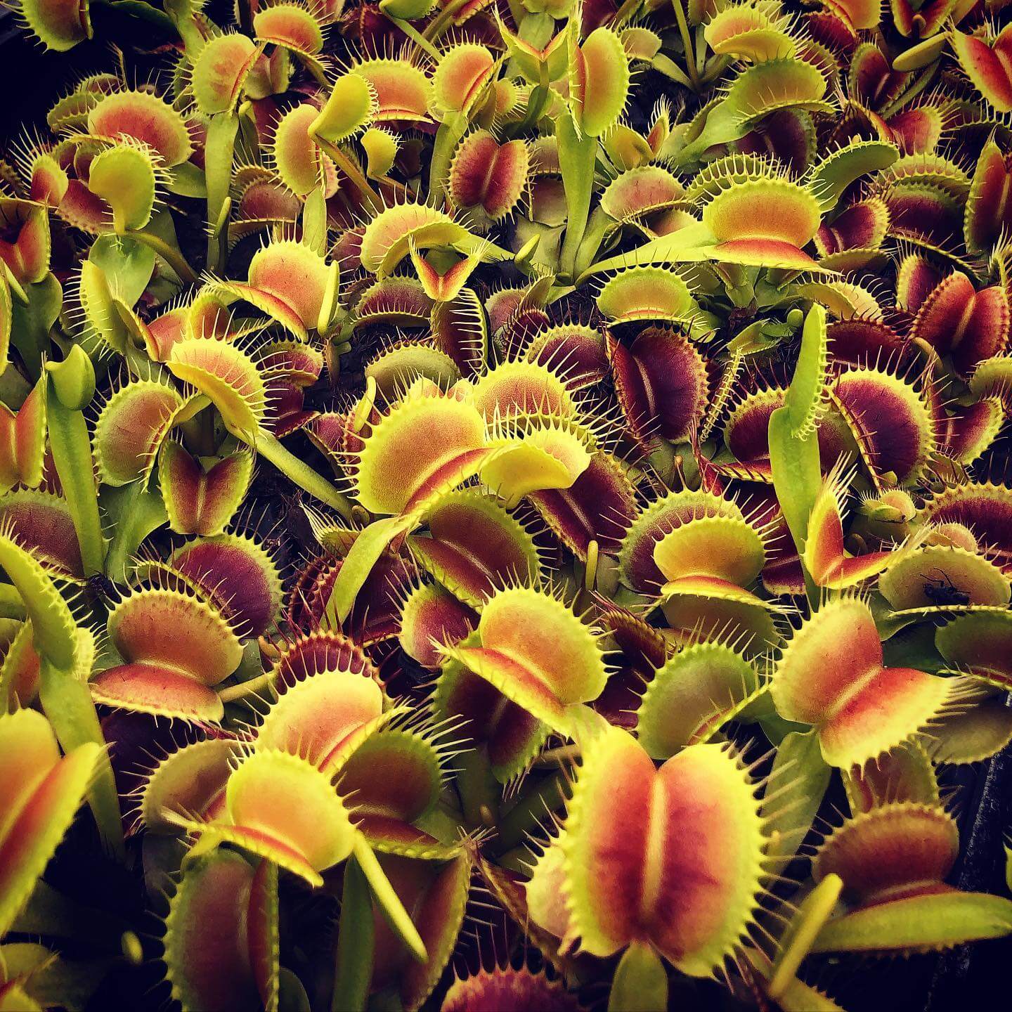 Venus Flytrap Seeds – King Henry
