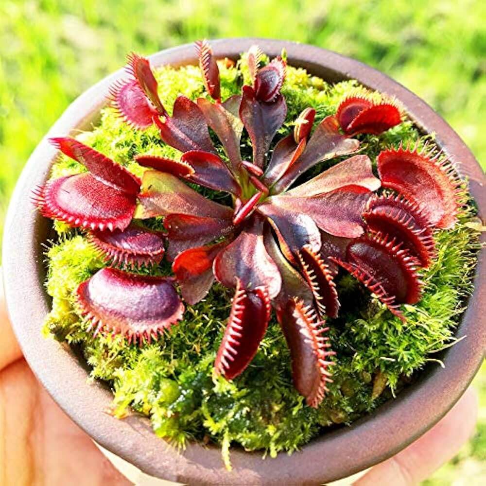 Venus Flytrap Seeds – Red Dragon
