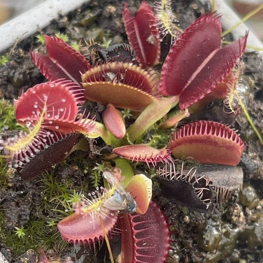 Venus Flytrap Seeds – Red Dragon
