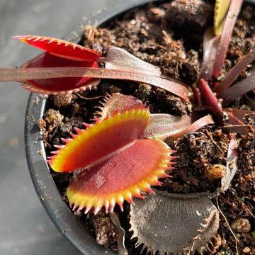 Venus Flytrap Seeds – Sawtooth
