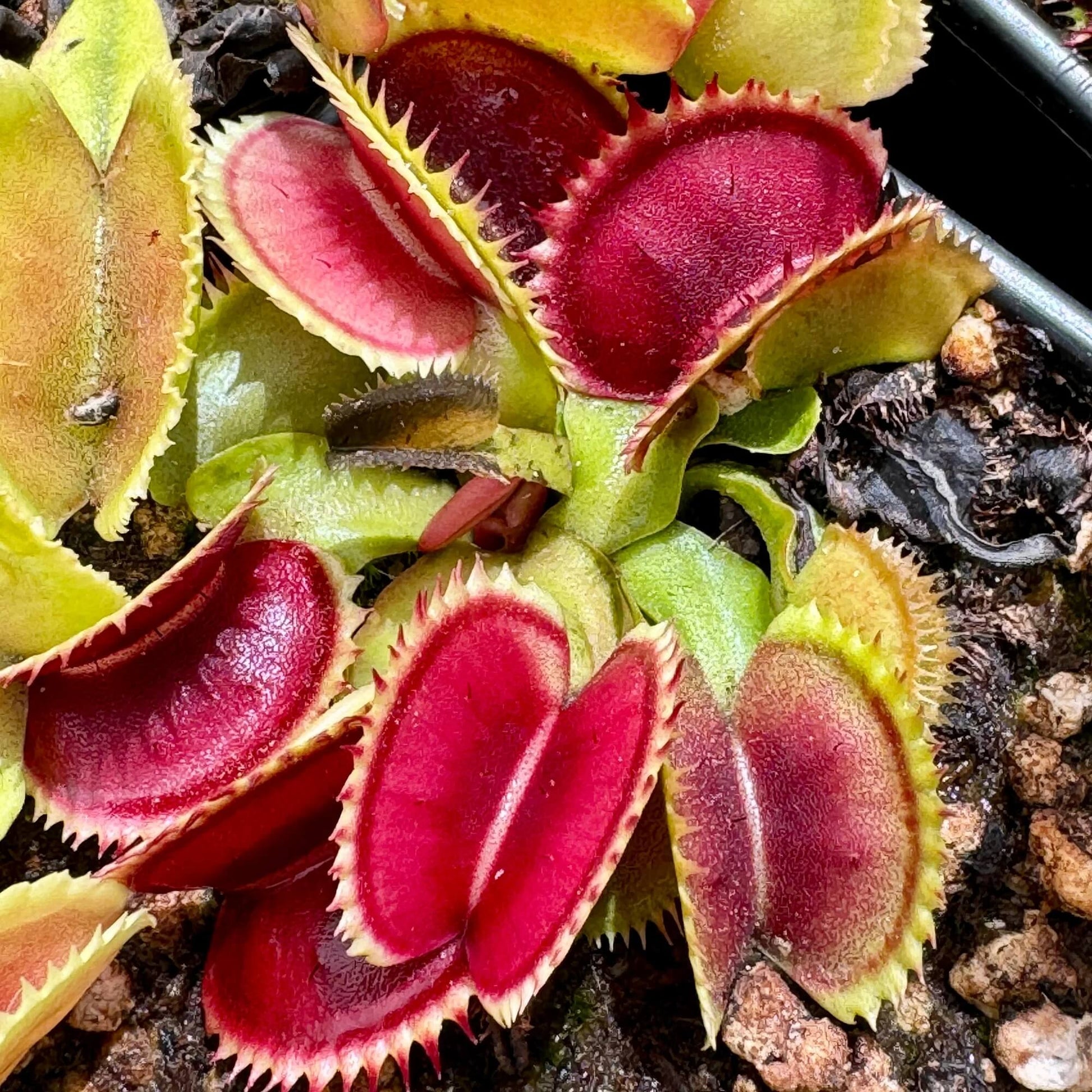 Venus Flytrap Seeds – Sawtooth
