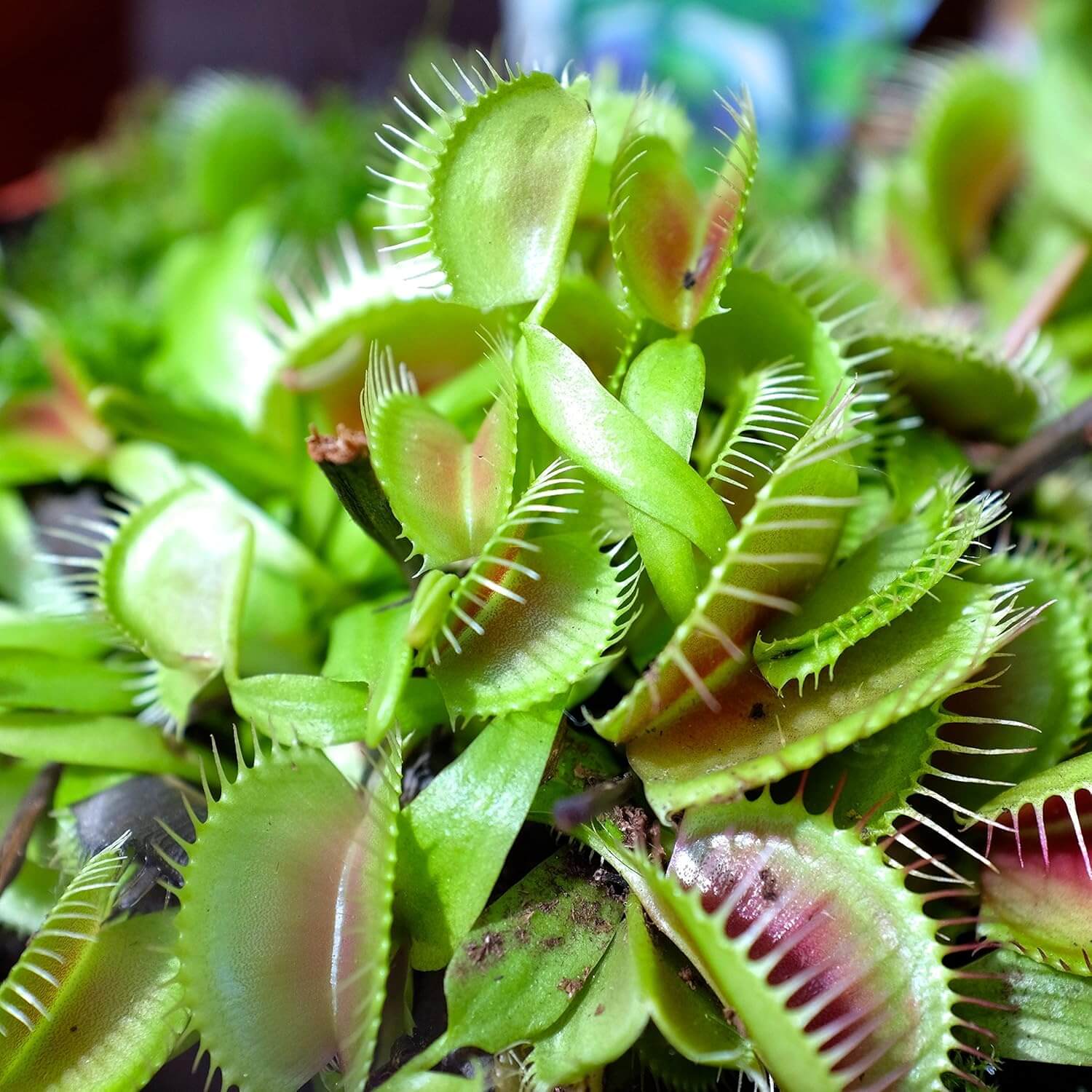 Venus Flytrap Seeds
