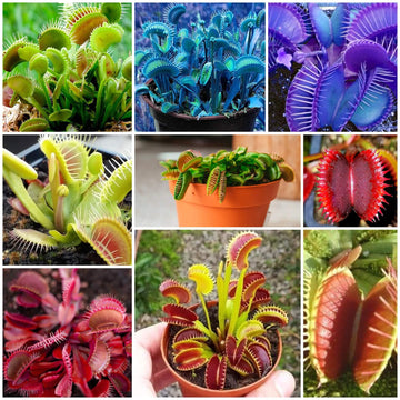 Venus Flytrap Seeds - All In One For Home Gardens