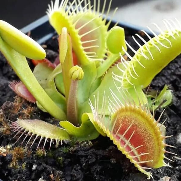 Venus Flytrap Seeds - All In One For Home Gardens
