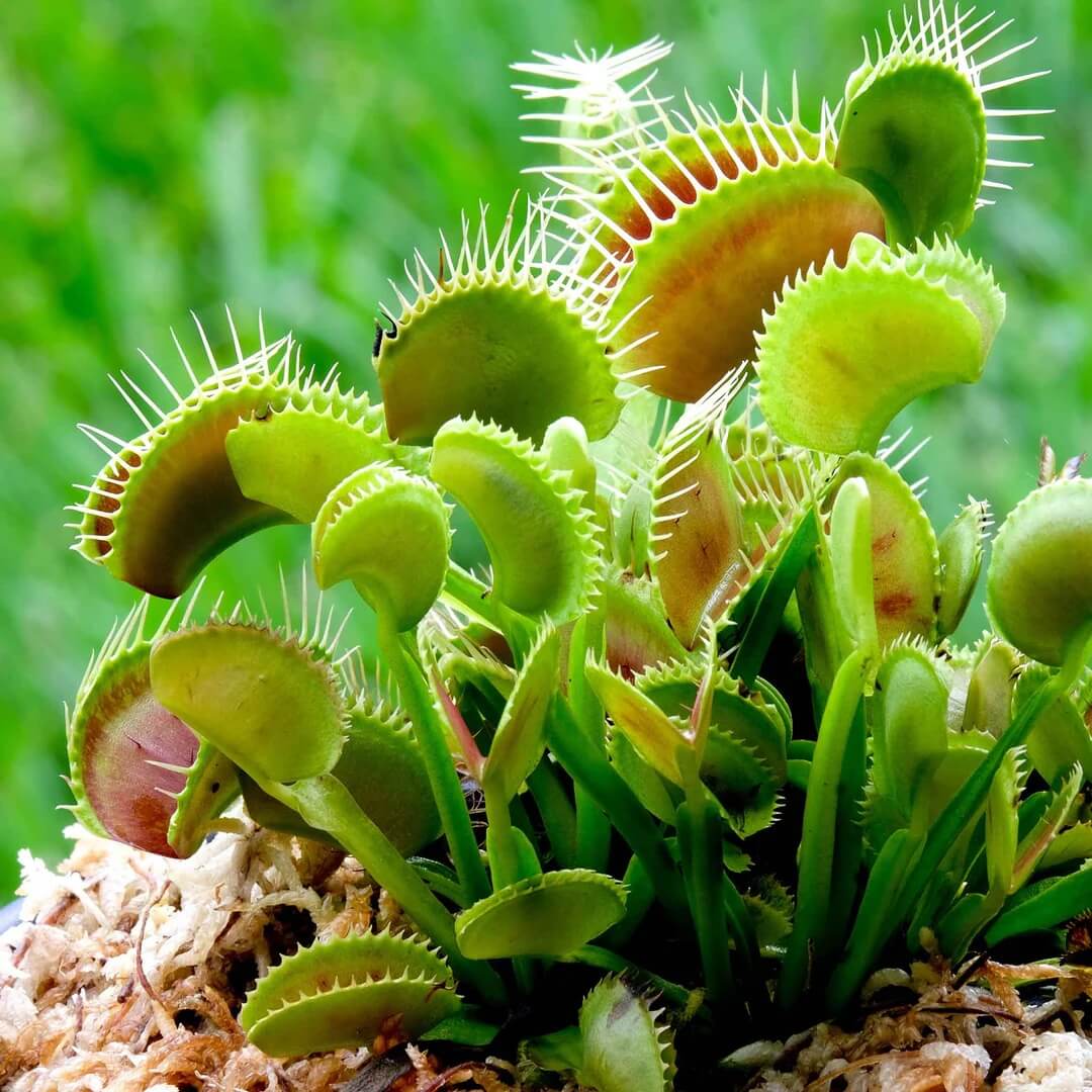 Venus Flytrap Seeds - All In One For Home Gardens