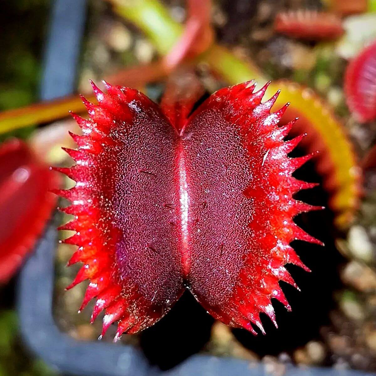 Venus Flytrap Seeds - All In One For Home Gardens
