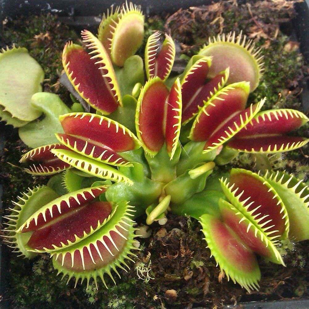 Venus Flytrap Seeds
 