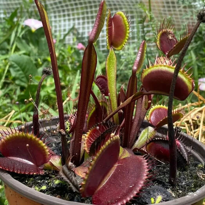 Venus Flytrap Seeds – Akai Ryu
