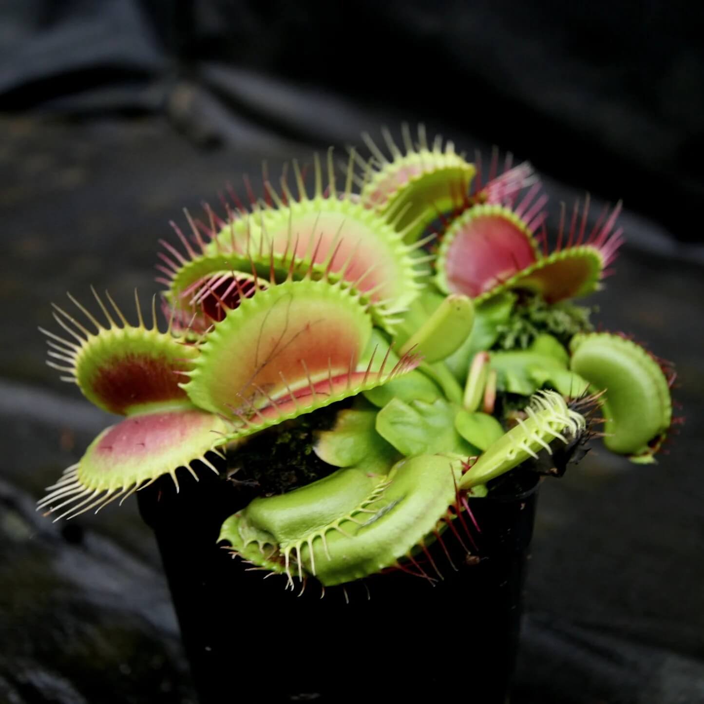Venus Flytrap Seeds – B52 Giant