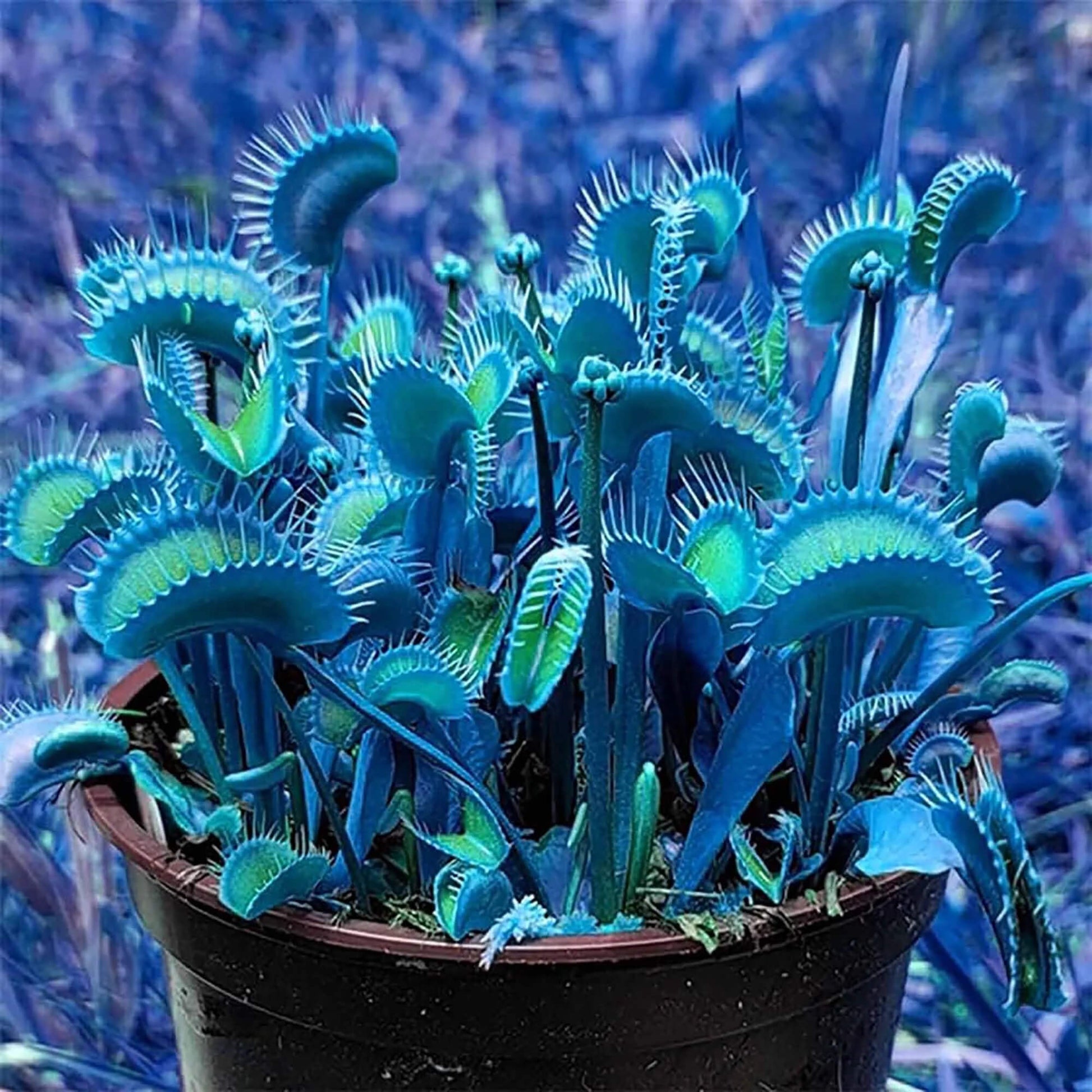 Venus Flytrap Seeds – Blue
