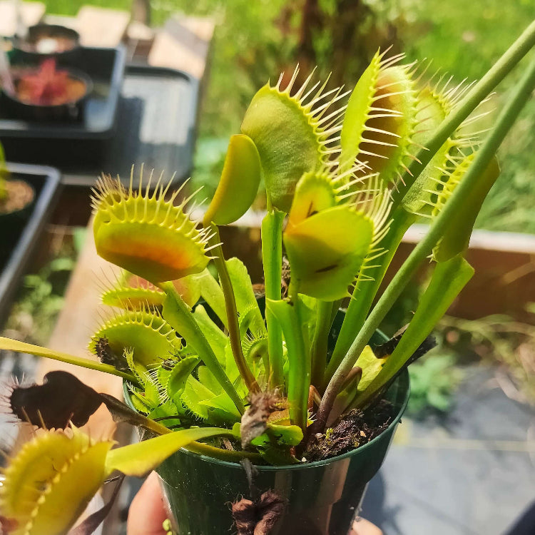 Venus Flytrap Seeds – Giant Form
