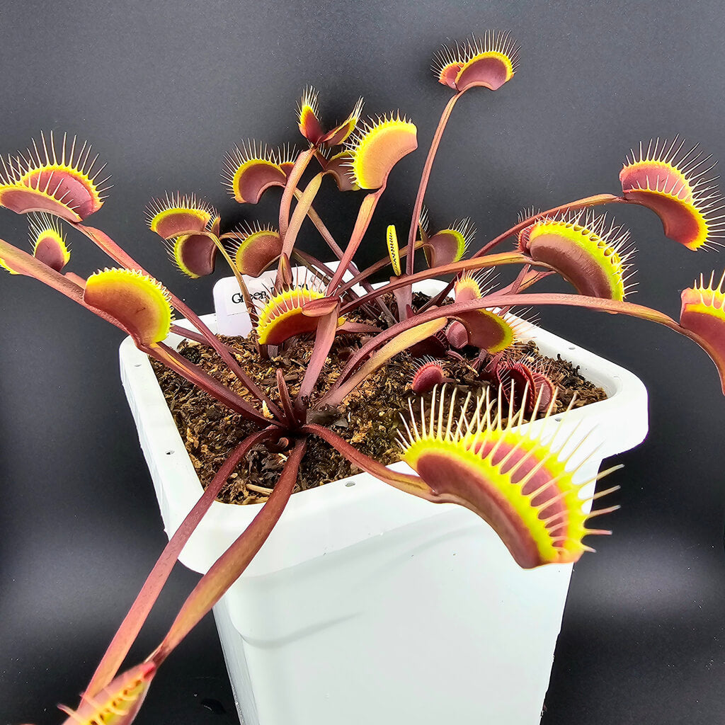 Venus Flytrap Seeds – Green Dragon