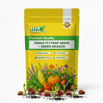 Venus Flytrap Seeds – Green Dragon