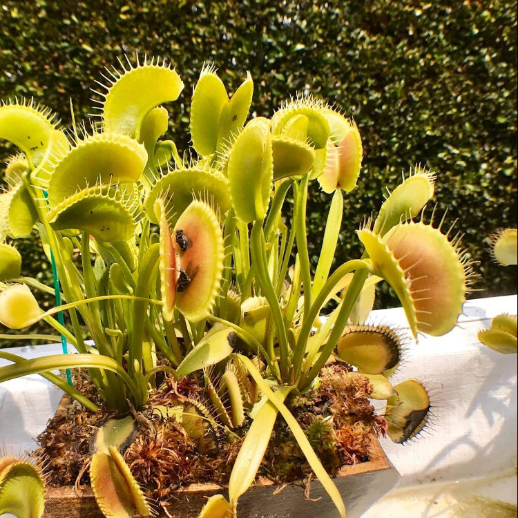 Venus Flytrap Seeds – King Henry
