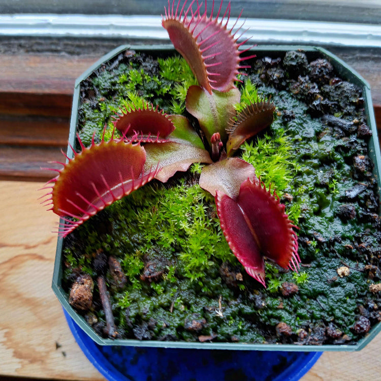Venus Flytrap Seeds – Red Dragon

