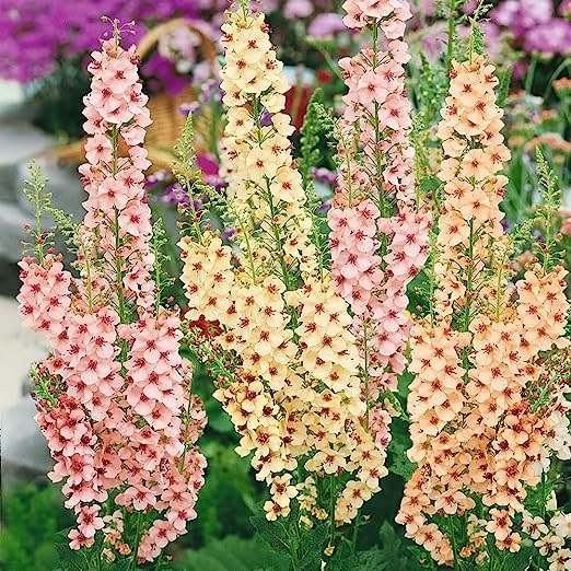 Verbascum Seeds – Antique Rose