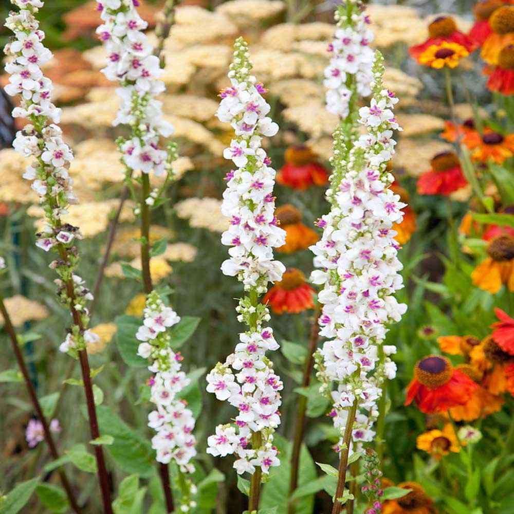Verbascum Chaixii Seeds – Wedding Candles