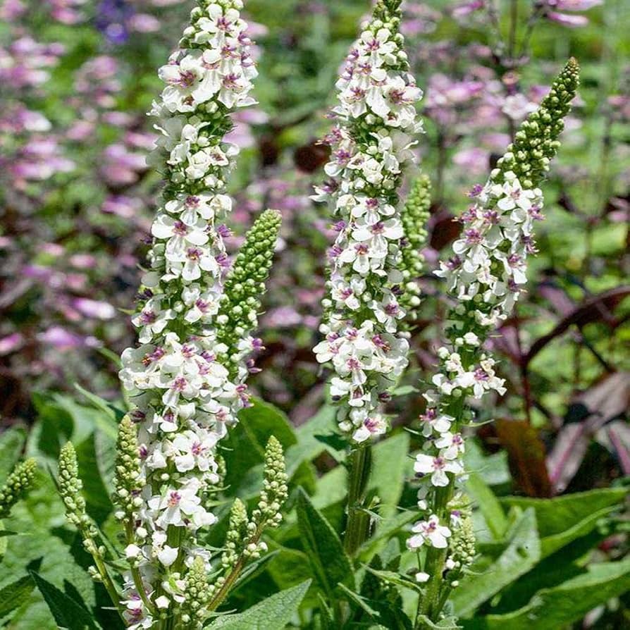 Verbascum Chaixii Seeds – Wedding Candles
