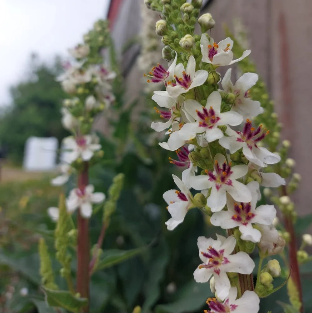 Verbascum Chaixii Seeds – Wedding Candles
