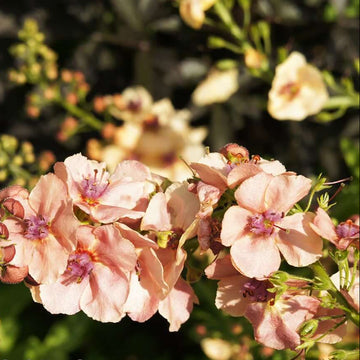 Verbascum Seeds – Cream