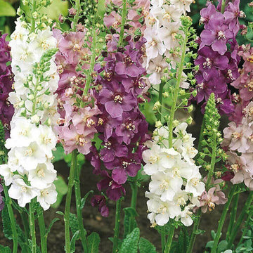 Verbascum Seeds – Mixed