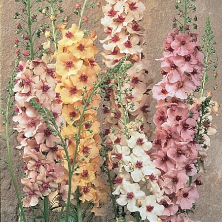 Verbascum Seeds – Mixed