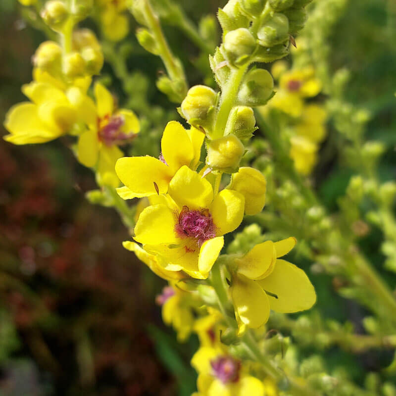Verbascum Seeds – Mullein