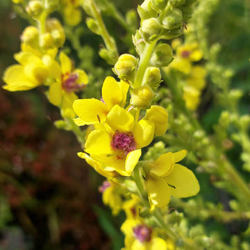 Verbascum Seeds – Mullein