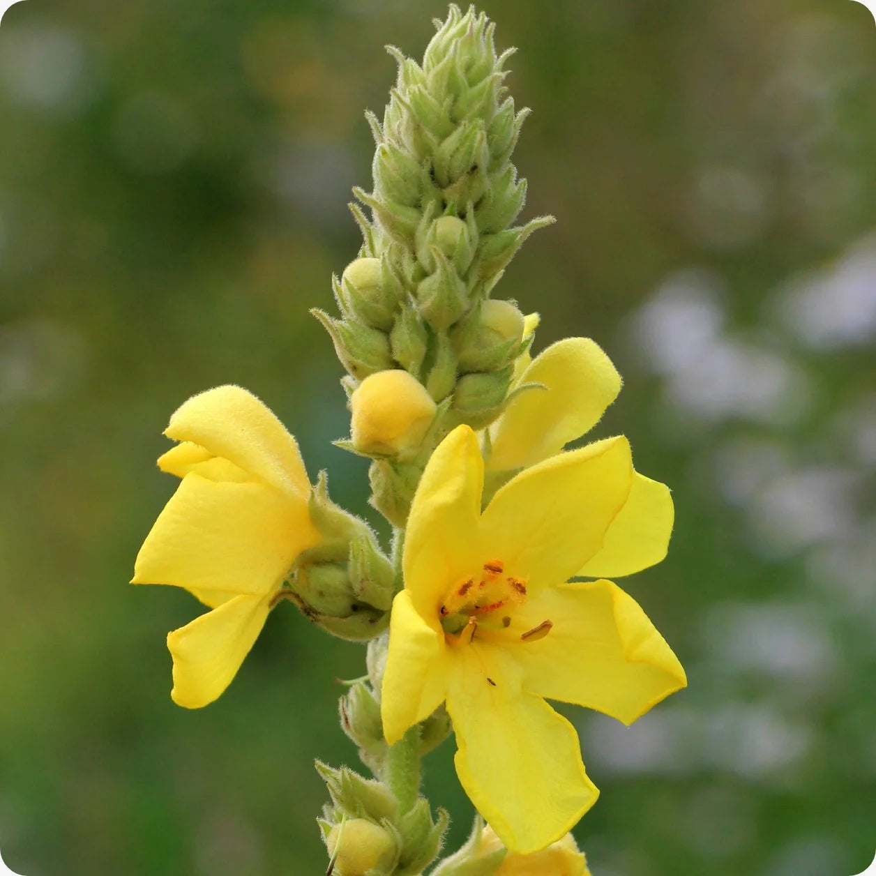 Verbascum Seeds – Mullein