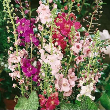 Verbascum Seeds – Oxtail