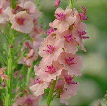 Verbascum Seeds - All In One For Home Gardens