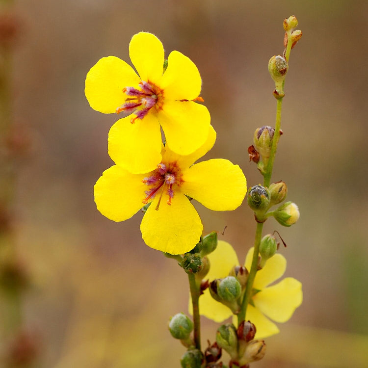 Verbascum Seeds - All In One For Home Gardens