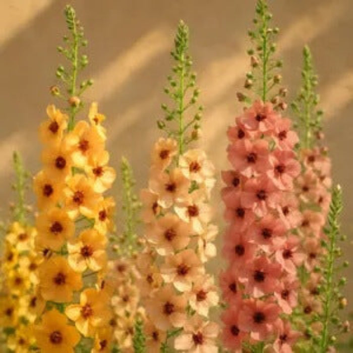 Verbascum Seeds – Antique Rose