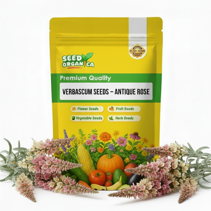 Verbascum Seeds – Antique Rose