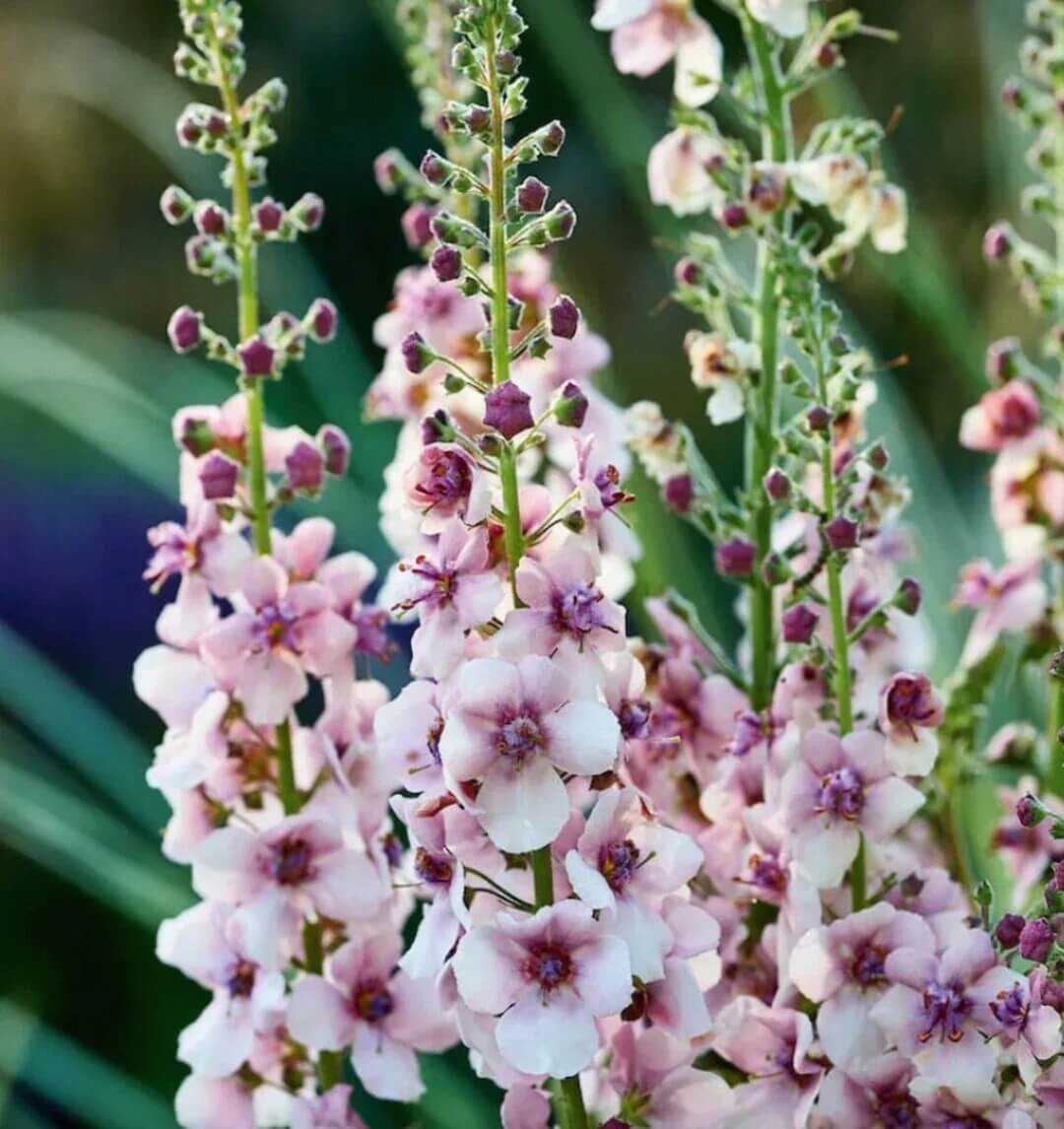 Verbascum Seeds – Antique Rose