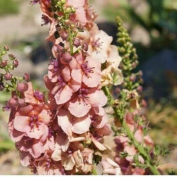 Verbascum Seeds – Cream